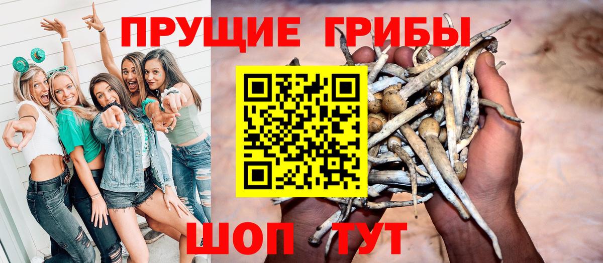 Псилоцибиновые грибы Psilocybe Великий Устюг